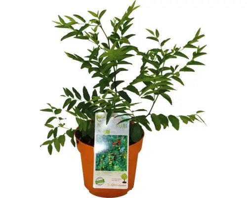 Se epuizează rapid | Bio Pom Fructifer Curmal Chinezesc Floraself Bio Ziziphus Jujuba H Ca. 40 Cm Co 3 L