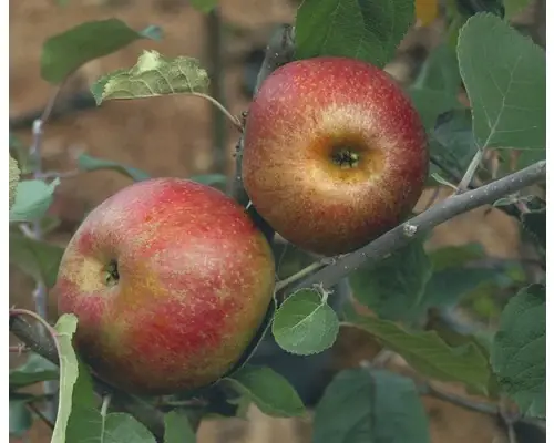 Cumpără online | Bio Pom Fructifer Mar Floraself Bio Malus Domestica ‘red Boskoop‘ H 120-150 Cm Co 7, 5 L