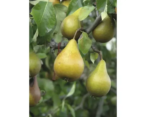 Preț outlet - Bio Pom Fructifer Par Floraself Bio Pyrus Communis ‘gellerts Butterbirne‘ H 130-150 Cm Co 7, 5 L