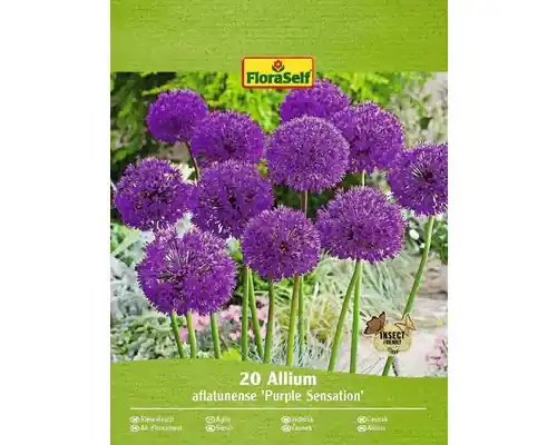 Bulbi De Flori Floraself Allium Sensation Violet 20 Buc | Retur simplu