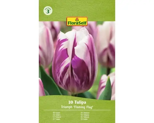 Bulbi De Lalele Floraself Flaming Flat 11/12 10 Buc - Premium