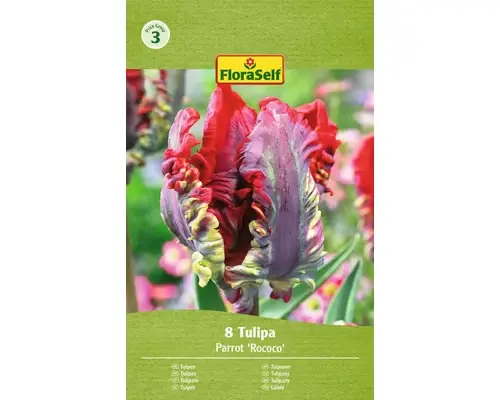 Bulbi De Lalele Floraself Rococo 11/12 8 Buc - Cumpărături sigure