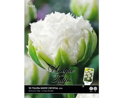Bulbi De Lalele Unique Snow Chrystal 11/12 10 Buc - Reducere mare