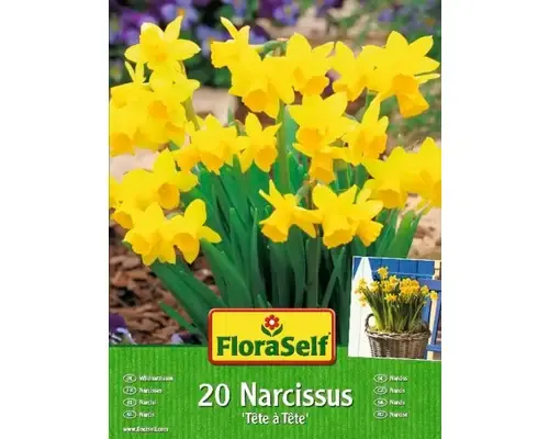 Doar săptămâna aceasta - Bulbi Narcise Floraself Tete A Tete 10/11 25 Buc