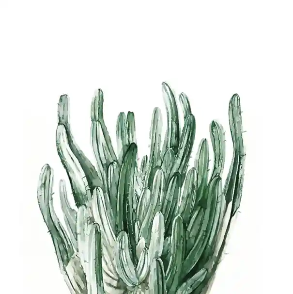 Se poate comanda - Plakát botanic mare cu cactus 40 × 60 cm print pe pânză motiv natural verde decorare de perete pentru interior fără ramă