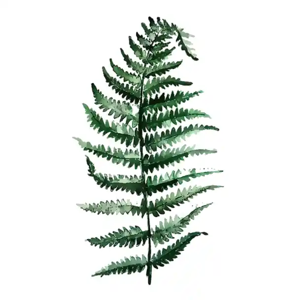 Plakát pe perete cu ferigă ilustrație botanică 20 × 25 cm print pe pânză nuanțe de verde fără ramă decorare pentru apartament - Se poate comanda