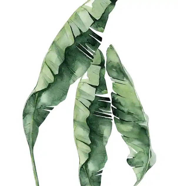 Plasează comanda - Plakát tropical mare cu frunze de bananier 40 × 50 cm imprimare pe pânză motiv natural verde decorare perete pentru interior fără ramă